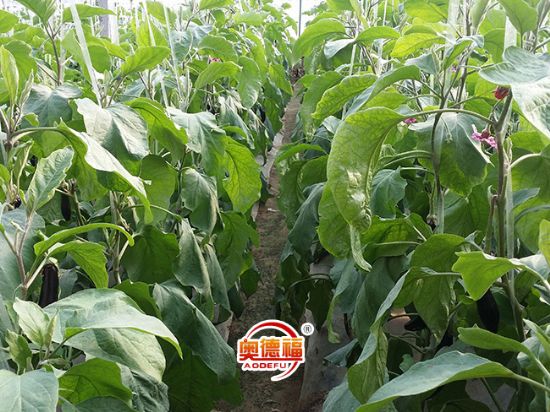 點擊查看詳細信息<br>標題：茄子 閱讀次數(shù)：6945