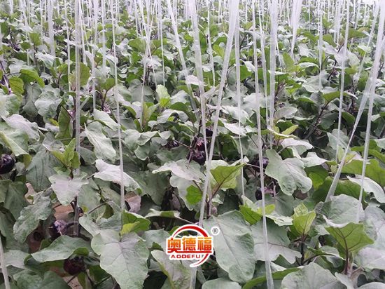 點擊查看詳細信息<br>標題：德福有機圓茄 閱讀次數(shù)：6760