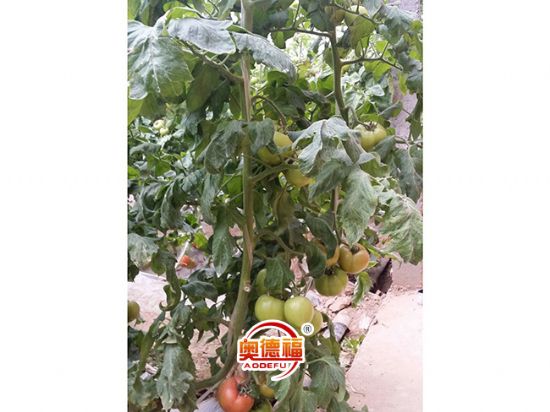 點擊查看詳細信息<br>標題：德福有機西紅柿  閱讀次數(shù)：7242