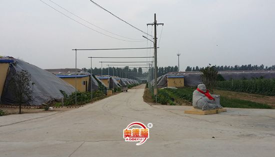點(diǎn)擊查看詳細(xì)信息<br>標(biāo)題：德福農(nóng)業(yè)大棚 閱讀次數(shù)：7042