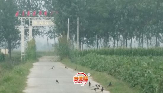 點(diǎn)擊查看詳細(xì)信息<br>標(biāo)題：小鳥在歌唱 閱讀次數(shù)：6411
